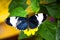 Cydno Longwing. blue black and white butterfly