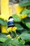 Cydno Longwing butterfly on a yellow flower