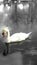 Cygne