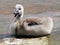 Cygnet