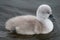 Cygnet