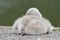 A cygnet asleep on Southampton Common