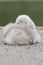 A cygnet asleep on Southampton Common