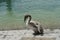 Cygnet or baby swan in detail on the shore of Lake Constance or Bodensee resting.