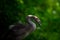 Cygnet in Forest Setting