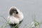 Cygnet on the lake