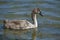 Cygnet portrait, floating on lake waters