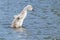 A cygnet rushing along on the water