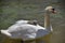 Cygnet sitting on back of swan