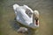 Cygnet sitting on back of swan