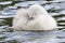 A cygnet sleeping on the Boating Lake at Southampton Common