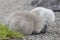 A  cygnet sleeping on Southampton Common