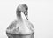 Cygnet Stares at Smooth Water in Black and White