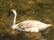 Cygnet in sunlight