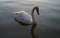 Cygnet in sunset light #2