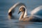 Cygnet and Swan on Blue Water