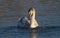 Cygnet Swan Gracefully Swimming in Lake