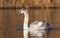 Cygnet Swan Gracefully Swimming in Lake