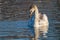 Cygnet Swan Gracefully Swimming in Lake