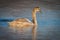 Cygnet Swan Gracefully Swimming in Lake