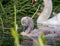 Cygnet swanling. Mute Swan