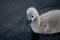 Cygnet Swimming on the Lake