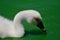 Cygnet in the water