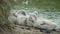 Cygnets on the banks of a wetland