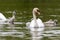 Cygnets of mute swans, cygnus olor, shaking young feathers