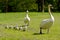 Cygnets out with mum and dad