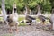 Cygnopsis cygnoides, group of chinese geese