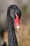 Cygnus atratus. Black Swan face