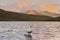 Cygnus cygnus whooper swan, Singschwan standing in lake