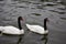 Cygnus melancoryphus on water