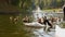 Cygnus melanocoryphus and ducks on the lake. Mezhyhiria.