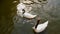 Cygnus melanocoryphus on the lake. Mezhyhiria.