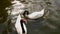 Cygnus melanocoryphus on the lake. Mezhyhiria.