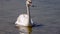 Cygnus olor, Close-up, Young mute swan near the shore in the salt estuary Tiligulskiy, Ukraine