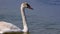 Cygnus olor, Close-up, Young mute swan near the shore in the salt estuary Tiligulskiy, Ukraine