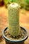 cylinder cleistocactus plant