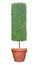 Cylinder column shape topiary tree on terracotta clay pot container isolated on white background for formal Japanese and English s