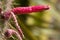 Cylindrical cactus forms flower in the shape of penis. Cereus cactus, Usa.