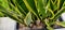 Cylindrical snake plant or Sansevieria cylindrica. plants to absorb pollution