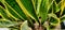 Cylindrical snake plant or Sansevieria cylindrica. plants to absorb pollution