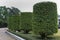 Cylindrical trimmed shrubs at People`s Park in Nanning, China.