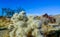 Cylindropuntia echinocarpa - Cholla Cactus Garden Sunset Mojave Desert Joshua Tree National Park