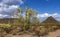 Cylindropuntia fulgida with fruits and Creosote bush in a desert