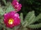 Cylindropuntia imbricata with magenta flower