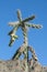 Cylindropuntia imbricata, or opuntia imbricata. Tree cholla, walking stick cholla, Texas