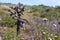 Cylindropuntia spp. or Cholla, cactus from Californian coastal shrub